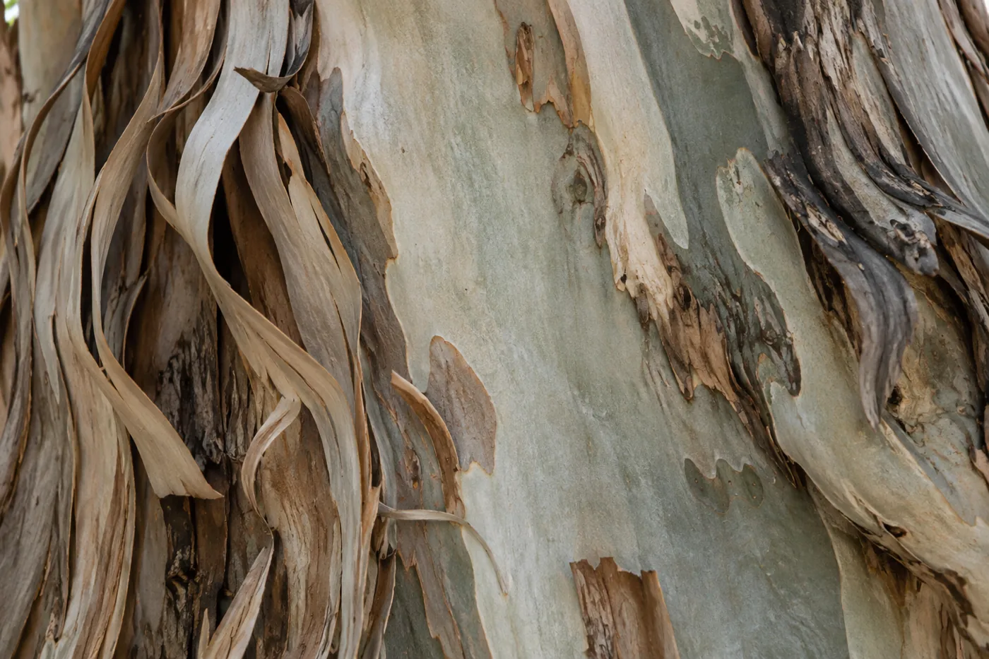 Close-up of shedding eucalyptus bark